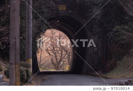 トンネルの先の河津桜 愛知県新城市 トンネルの先の河津桜 愛知県新城市 97010014