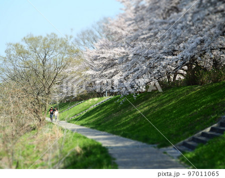 桜が満開の土手で散歩している 桜が満開の土手で散歩している 97011065