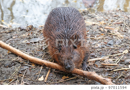 Beaver eating on wood, isolated and selective focus 97011594