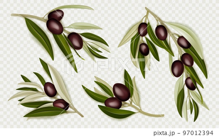Realistic olive branches with berries and leaves 97012394