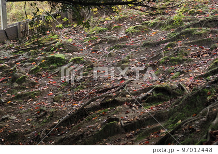 木の根と落ち葉 木の根と落ち葉 97012448