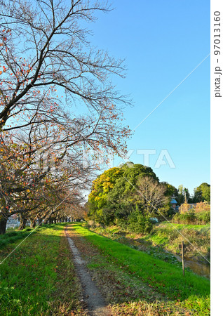 落葉した桜並木と爽やかな空　埼玉県桶川市　篠津の桜堤　赤堀川 97013160