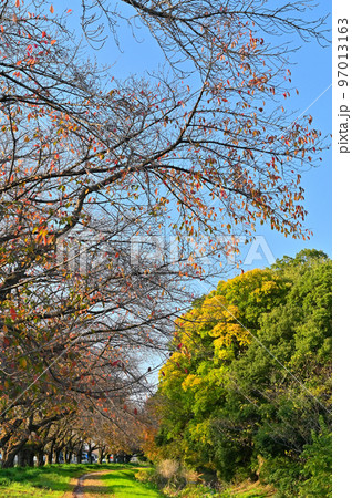 落葉した桜並木と爽やかな空 埼玉県桶川市 篠津の桜堤 赤堀川 落葉した桜並木と爽やかな空 埼玉県桶川市 篠津の桜堤 赤堀川 97013163