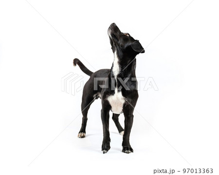 small black dog looking isolated white background small black dog looking isolated white background 97013363