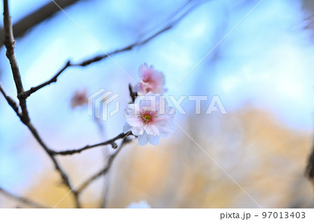 コブクザクラ（子福桜） 97013403