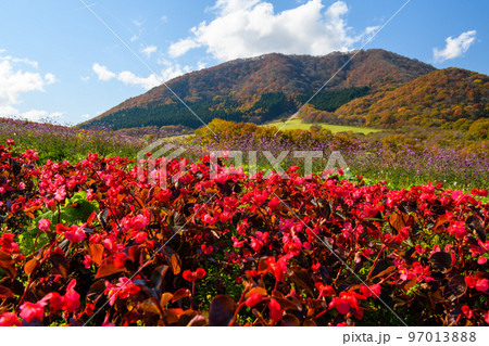 やくらいガーデン 薬莱山の紅葉 ふるるの丘(宮城県) やくらいガーデン 薬莱山の紅葉 ふるるの丘(宮城県) 97013888