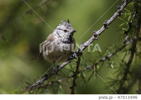Crested tit or European crested tit (Lophophanes cristatus) in a larch tree Crested tit or European crested tit (Lophophanes cristatus) in a larch tree 97013996