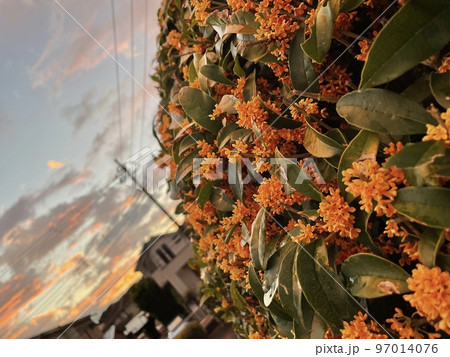 満開の金木犀と夕焼けの背景 満開の金木犀と夕焼けの背景 97014076