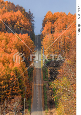 【北海道】カラマツの黄葉と一本道 【北海道】カラマツの黄葉と一本道 97014471