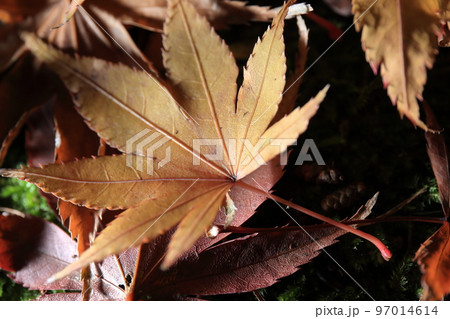 地面の苔の上に落ちた大きな赤い紅葉 地面の苔の上に落ちた大きな赤い紅葉 97014614
