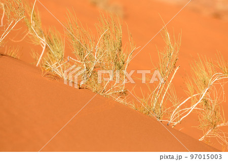 Dry plants, orange desert sand, Wadi Rum, Jordan Dry plants, orange desert sand, Wadi Rum, Jordan 97015003
