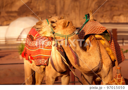 Two camels in Wadi Rum desert in Jordan 97015050