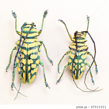 Beetles isolated on white. Blue longhorn beetles Sternotomis bohemani macro, cerambycidae, collection beetles, entomology, insects Beetles isolated on white. Blue longhorn beetles Sternotomis bohemani macro, cerambycidae, collection beetles, entomology, insects 97015431
