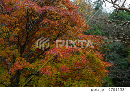 養老の滝, 千葉県, 日本, 自然, 濁流, 急流, 川, 強い流れ, 秋, 紅葉, 水, もみじ, 養老の滝, 千葉県, 日本, 自然, 濁流, 急流, 川, 強い流れ, 秋, 紅葉, 水, もみじ, 97015524