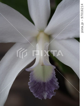 カトレア・ ペリニー ・セルレア Cattleya perrinii f.coerulea(原種) カトレア・ ペリニー ・セルレア Cattleya perrinii f.coerulea(原種) 97016214