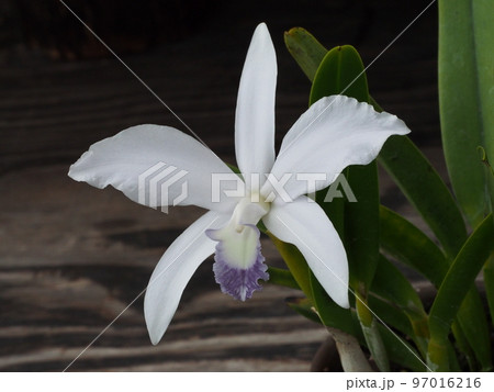 カトレア・ ペリニー ・セルレア　Cattleya perrinii f.coerulea（原種） 97016216