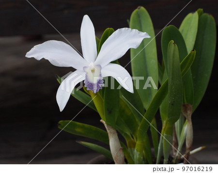 カトレア・ ペリニー ・セルレア　Cattleya perrinii f.coerulea（原種） 97016219