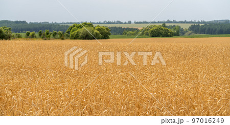 Beautiful landscape with a field of ripe wheat 97016249