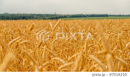 Beautiful landscape with a field of ripe wheat 97016250