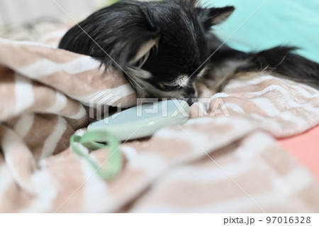 充電式カイロで温まりながら寝るチワワ　（ハンドウォーマー） 97016328