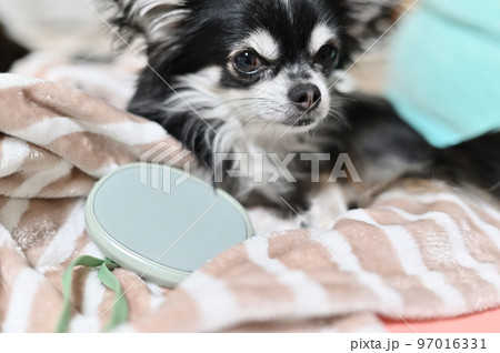 充電式カイロで温まりながら飼い主を見る（カメラ目線）チワワのアップ　（ハンドウォーマー） 97016331