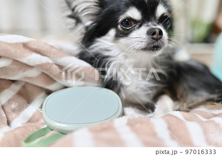 充電式カイロで温まるチワワのアップ　（ハンドウォーマー） 97016333