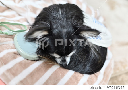 充電式カイロで温まりながら寝るチワワのアップ　（ハンドウォーマー） 97016345