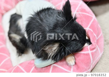 充電式カイロで温まりながらまどろむシニアチワワ　（ハンドウォーマー） 97016352