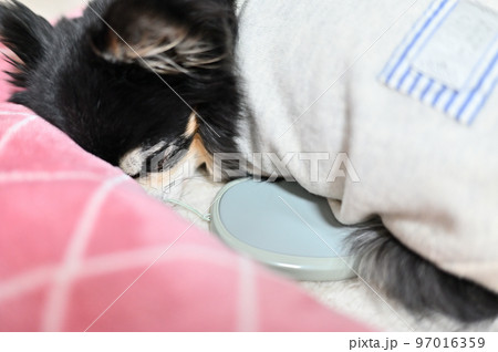 充電式カイロで温まるシニアチワワの寝顔　（ハンドウォーマー） 97016359