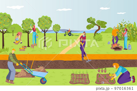 Plant harvest at farm, vector illustration, flat man woman gardener character make agriculture work, farmer use rake, wheelbarrow, shovel and tractor. 97016361