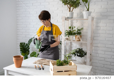 Spring houseplant care, repotting houseplants. Waking up indoor plants for spring. Middle aged woman is transplanting plant into new pot at home. Gardener transplant plant Spathiphyllum Spring houseplant care, repotting houseplants. Waking up indoor plants for spring. Middle aged woman is transplanting plant into new pot at home. Gardener transplant plant Spathiphyllum 97016407
