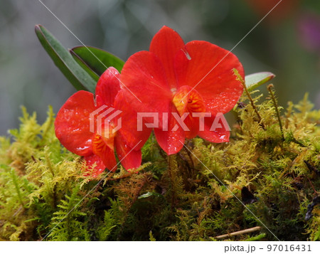 カトレア・コッキネア(コクシネア) Cattleya coccinea (洋ランの原種) カトレア・コッキネア(コクシネア) Cattleya coccinea (洋ランの原種) 97016431
