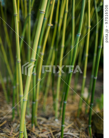 Green stems of bamboo in subtropical home garden 97016506