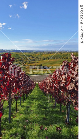 Wine growing area and natural landscapes with colorful vines in autumn around Stuttgart in Baden Wuerttemberg Wine growing area and natural landscapes with colorful vines in autumn around Stuttgart in Baden Wuerttemberg 97016530