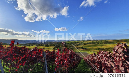 Wine growing area and natural landscapes with colorful vines in autumn around Stuttgart in Baden Wuerttemberg Wine growing area and natural landscapes with colorful vines in autumn around Stuttgart in Baden Wuerttemberg 97016531