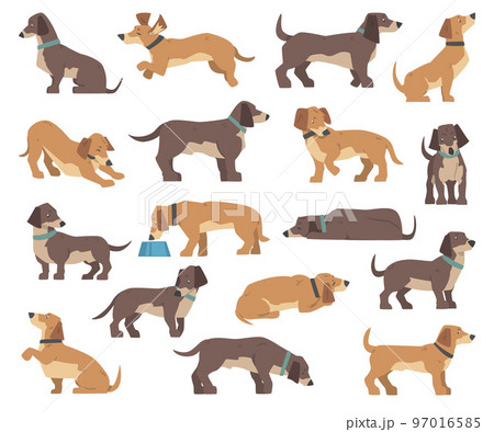 Dachshund Dog Breed with Collar in Different Pose Big Vector Set 97016585