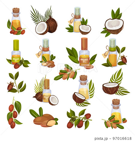 Jojoba and Coconut Organic Oil in Jar with Green Foliage Big Vector Set 97016618