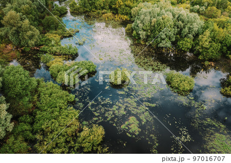 Aerial view of green forest and river marsh landscape in summer. Top view of european nature from high attitude in summer. Bird's eye view. Belarus Aerial view of green forest and river marsh landscape in summer. Top view of european nature from high attitude in summer. Bird's eye view. Belarus 97016707