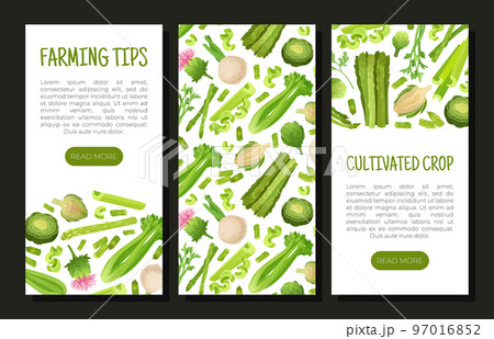 Green Vegetables Design with Celery Asparagus and Artichoke Vector Template 97016852