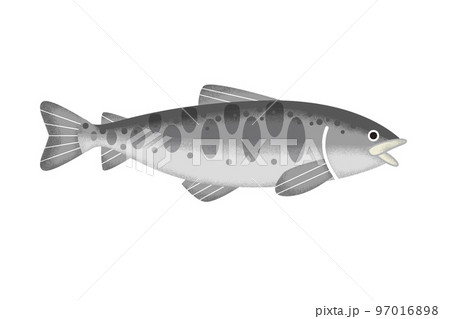 渓流釣り 川釣り 魚 ヤマメ　イラスト 97016898