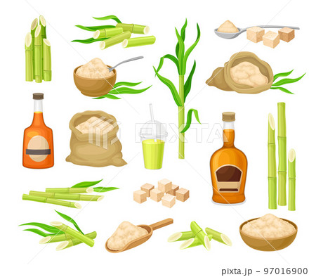 Sugar Cane Plant with Stem and Organic Product with Rum in Bottle Big Vector Set 97016900