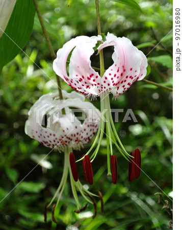 タキユリ(カノコユリの変種)の花 タキユリ(カノコユリの変種)の花 97016980
