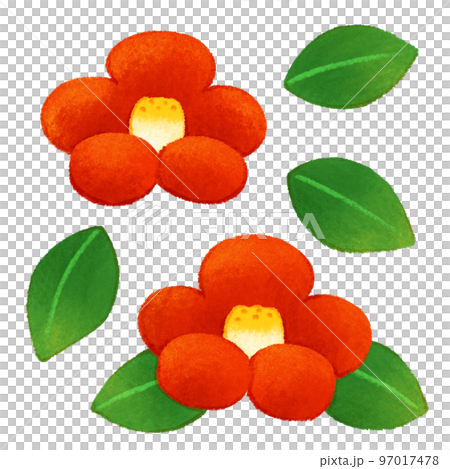 Camellia 97017478