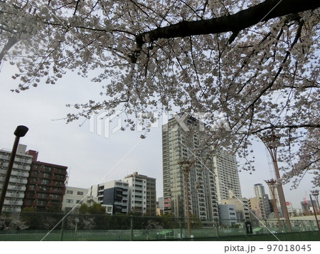 ビル街の靭公園(大阪市西区)の満開の桜の花 97018045
