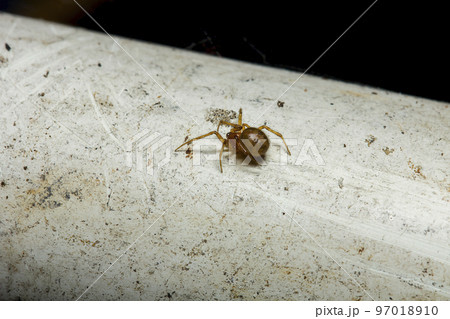 Spiders in the wilderness in the corners of the house 97018910