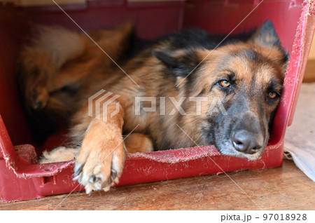 犬用ケージでリラックスするシェパードのアップ 犬用ケージでリラックスするシェパードのアップ 97018928