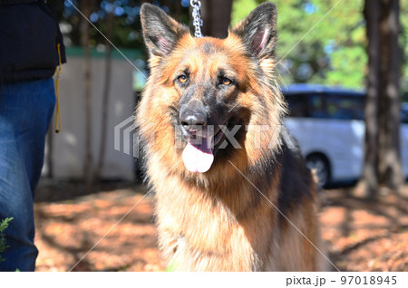 飼い主の男性と笑顔のシェパード 飼い主の男性と笑顔のシェパード 97018945