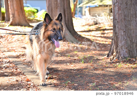 ダブルリードで歩くシェパード ダブルリードで歩くシェパード 97018946