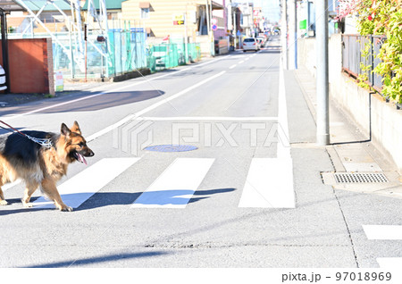 横断歩道を渡る男性とシェパード 97018969