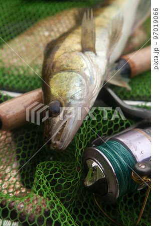 Freshwater zander and fishing rod with reel on keepnet with fishery catch in it.. 97019066
